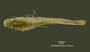 Pimelodella serrata FMNH 57979 holo d